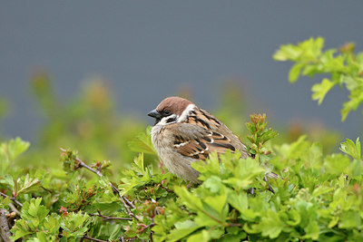 BUITEN BEELD Foto: 347489