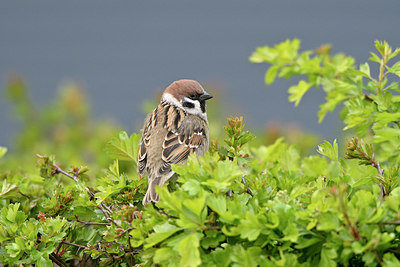 BUITEN BEELD Foto: 347490