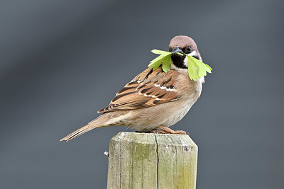 BUITEN BEELD Foto: 347491
