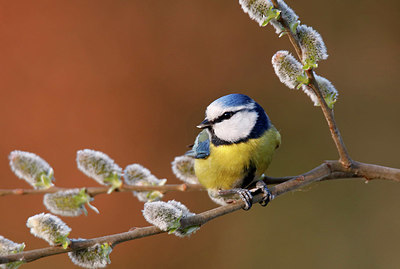 BUITEN BEELD Foto: 347603