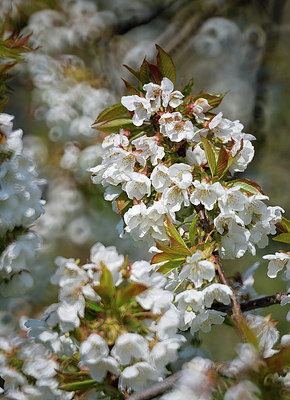 BUITEN BEELD Foto: 347622