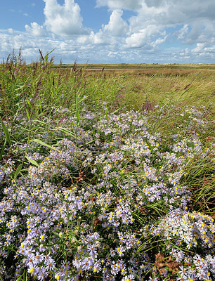 BUITEN BEELD Foto: 347640