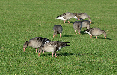 BUITEN BEELD Foto: 347656