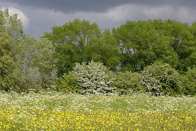 BUITEN BEELD Foto: 347663
