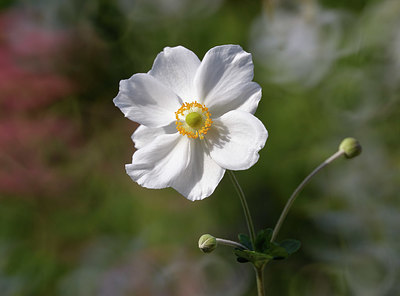 BUITEN BEELD Foto: 347666