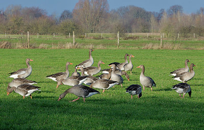 BUITEN BEELD Foto: 347688