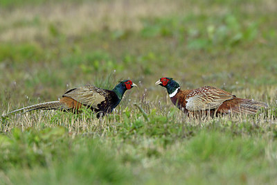 BUITEN BEELD Foto: 347738