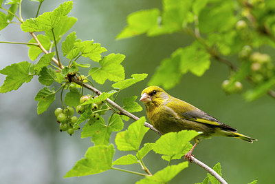 BUITEN BEELD Foto: 347748