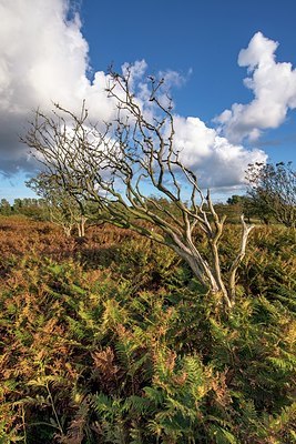 BUITEN BEELD Foto: 347789