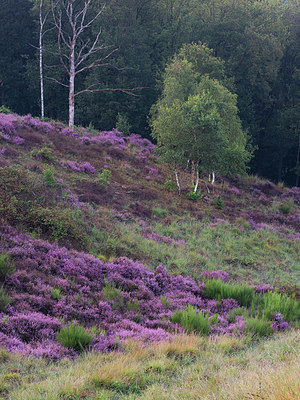 BUITEN BEELD Foto: 347814