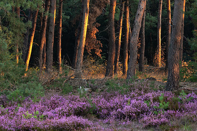 BUITEN BEELD Foto: 347826