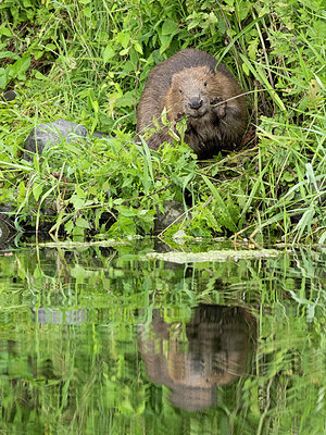 BUITEN BEELD Foto: 347839