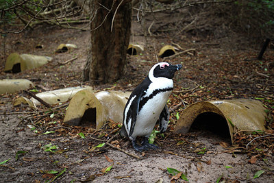 BUITEN BEELD Foto: 347859