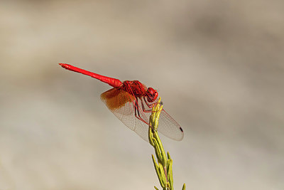 BUITEN BEELD Foto: 347868