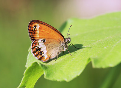 BUITEN BEELD Foto: 347871