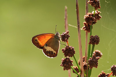 BUITEN BEELD Foto: 347872