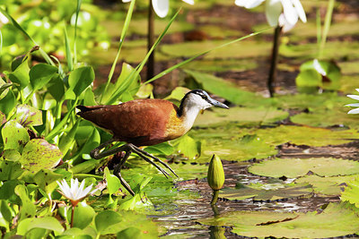 BUITEN BEELD Foto: 347876