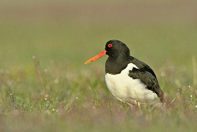 BUITEN BEELD Foto: 347920