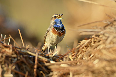 BUITEN BEELD Foto: 347921