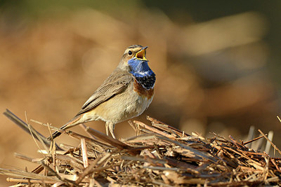 BUITEN BEELD Foto: 347922