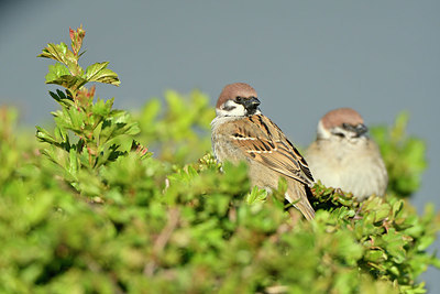 BUITEN BEELD Foto: 347923