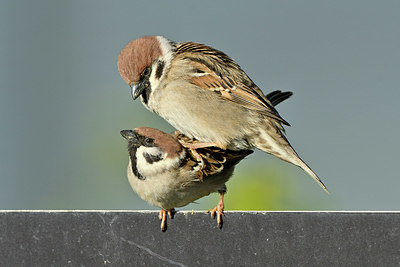 BUITEN BEELD Foto: 347925