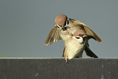 BUITEN BEELD Foto: 347938