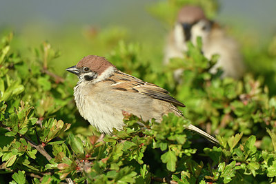 BUITEN BEELD Foto: 347939