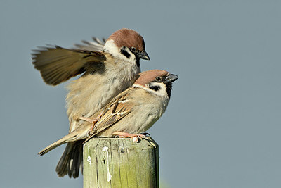 BUITEN BEELD Foto: 347950