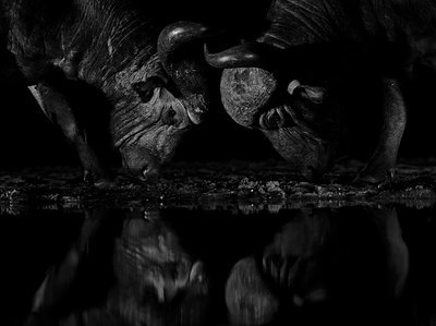 BUITEN BEELD Foto: 347993