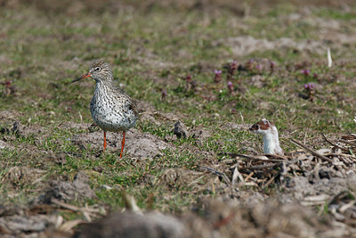 BUITEN BEELD Foto: 348000