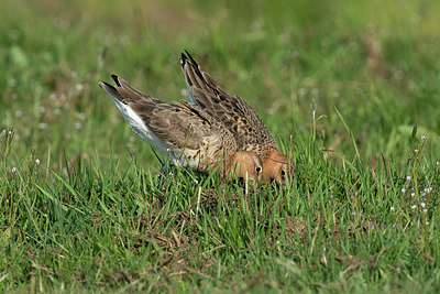 BUITEN BEELD Foto: 348018