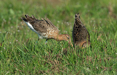 BUITEN BEELD Foto: 348019