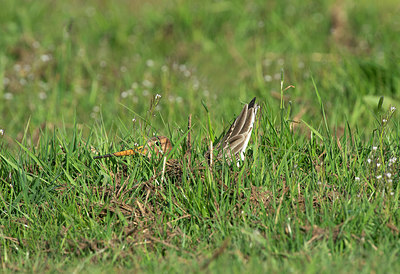 BUITEN BEELD Foto: 348022