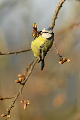 BUITEN BEELD Foto: 348038