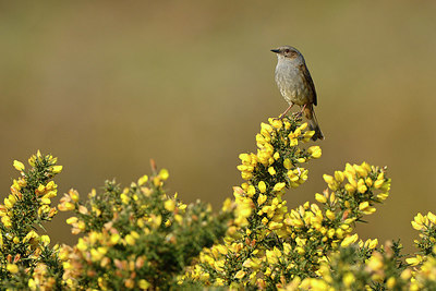 BUITEN BEELD Foto: 348040