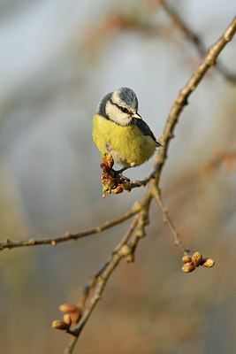 BUITEN BEELD Foto: 348043