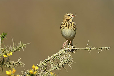 BUITEN BEELD Foto: 348045