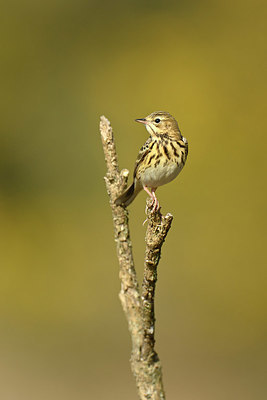 BUITEN BEELD Foto: 348050