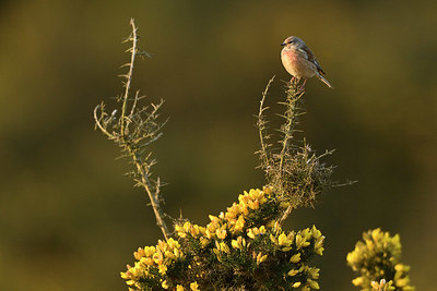 BUITEN BEELD Foto: 348052