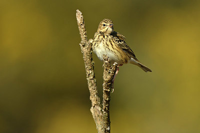 BUITEN BEELD Foto: 348059