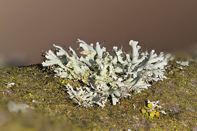 BUITEN BEELD Foto: 348095