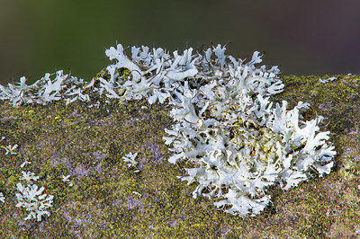 BUITEN BEELD Foto: 348096