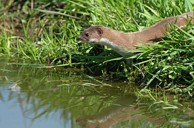 BUITEN BEELD Foto: 348109