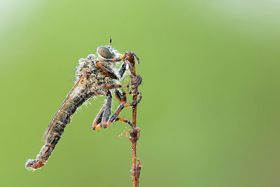 BUITEN BEELD Foto: 348188