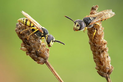 BUITEN BEELD Foto: 348204