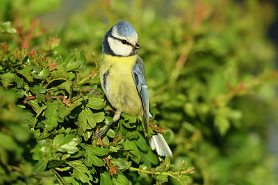 BUITEN BEELD Foto: 348214