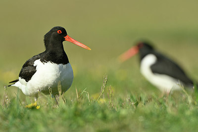 BUITEN BEELD Foto: 348217