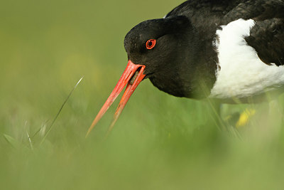 BUITEN BEELD Foto: 348218