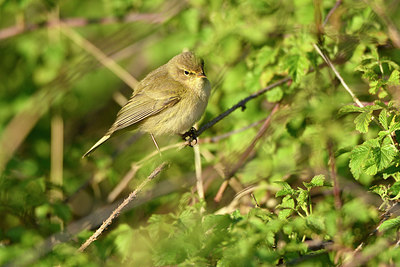 BUITEN BEELD Foto: 348219